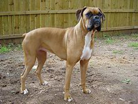 220px-Boxer_female_brown